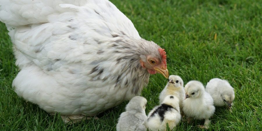 シェアハウスのニワトリたち